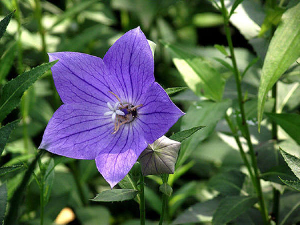Flowering period of Campanulaceae Flowering period of Campanulaceae