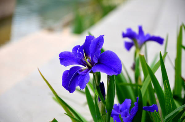 Perennial roots of Iris
