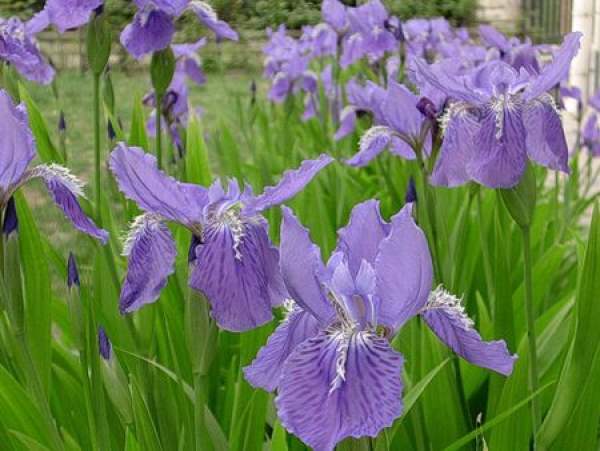Bulbous species of iris