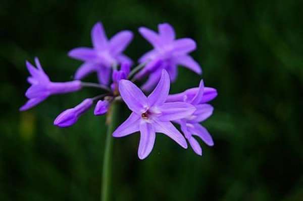 Flowering period of Zijiaohua