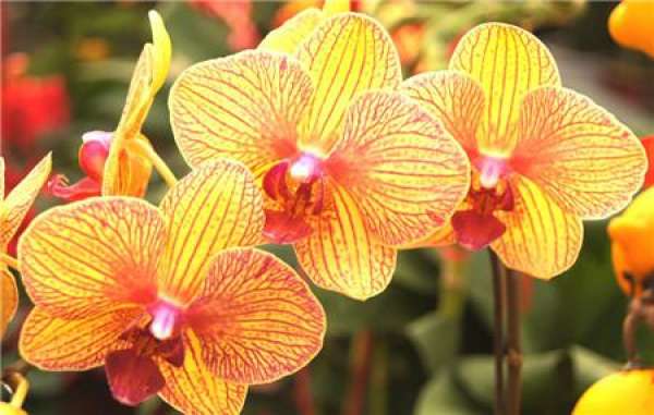 How do Phalaenopsis spend the summer?