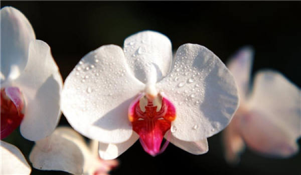 Notes for Phalaenopsis Summer