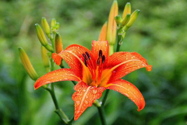 The Growth Habit of Hemerocallis fulva