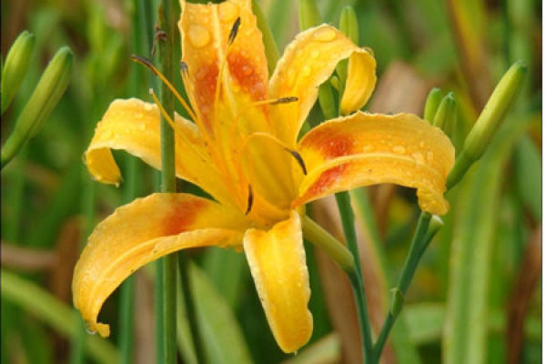 Propagation of Hemerocallis fulva