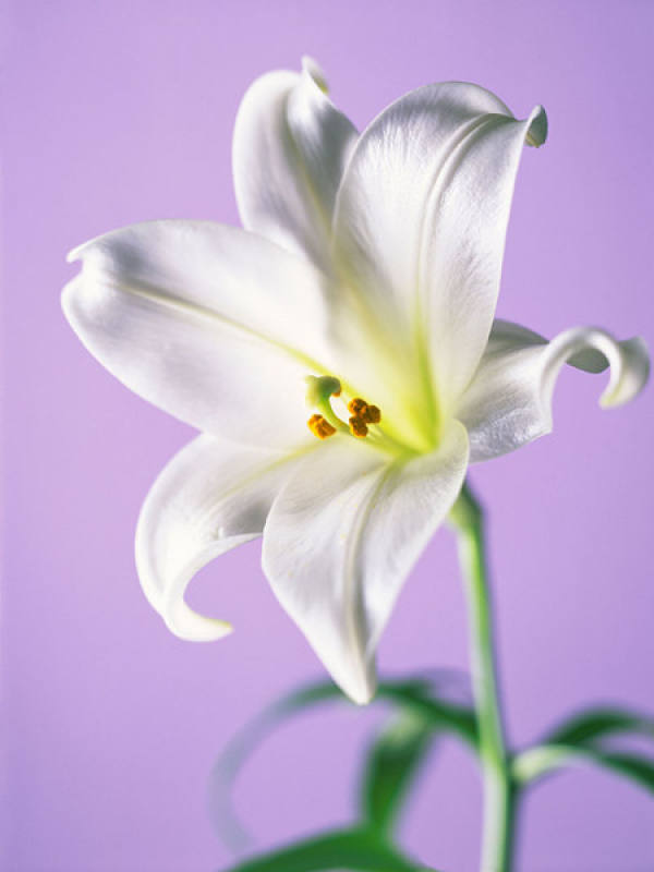Lily