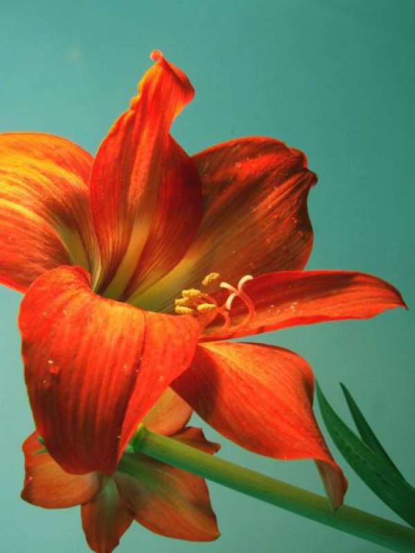 Lily