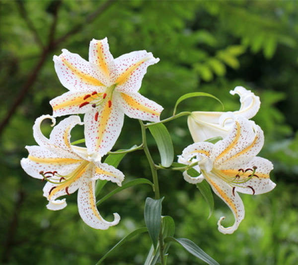 Lily picture
