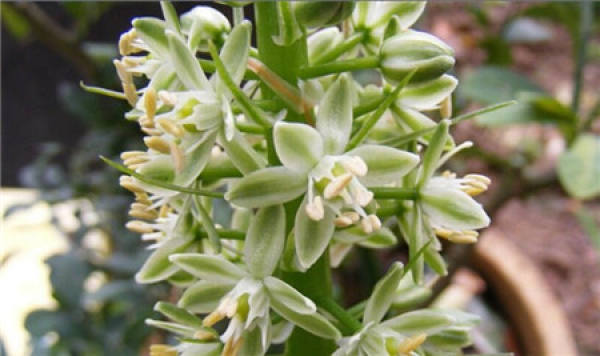 Ornithogalum caudatum