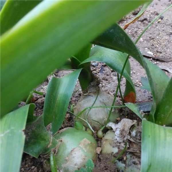 Ornithogalum caudatum
