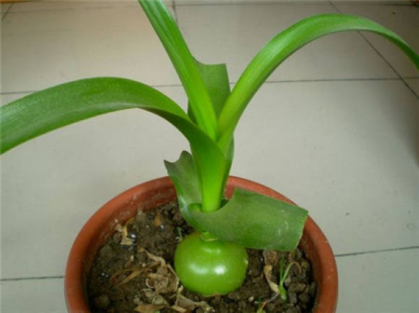 Ornithogalum caudatum seed ball model