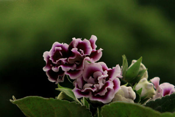 Common varieties of Sinningia speciosa