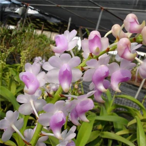 Nail orchid fan lip picture