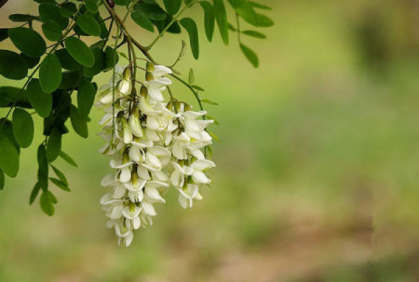 Characteristics of Sophora japonica