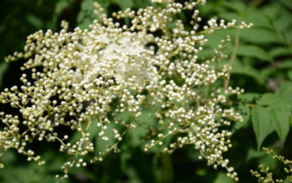 Influencing Factors of Witch Blossom in Pearl