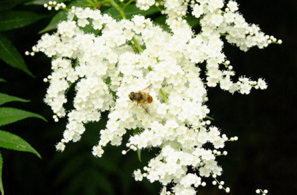 Curing Measures of Pearl Witch Flower