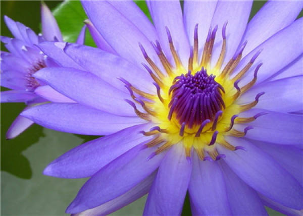 The language of the water Lily