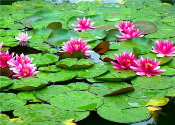 flower language of water lily