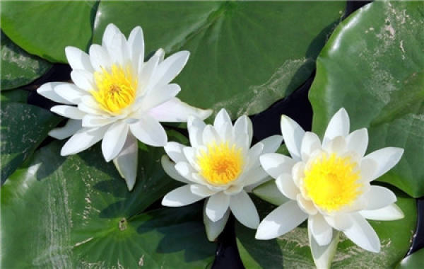 The Cultural Significance of Water Lily