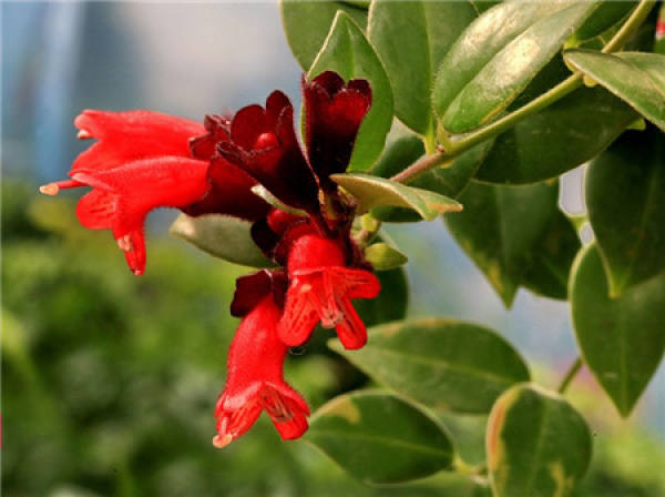 Can lipstick be bred indoors?