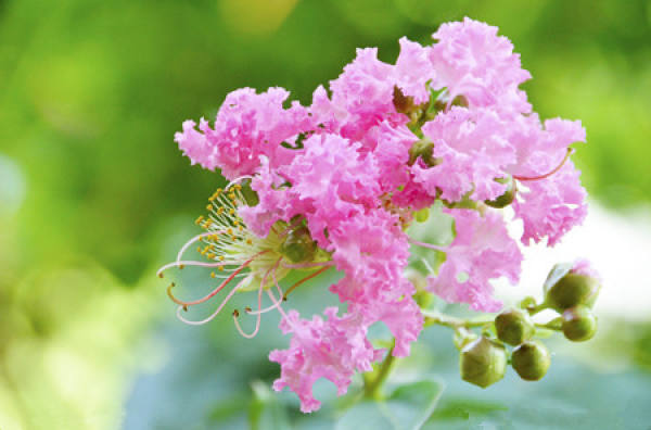 Lagerstroemia indica