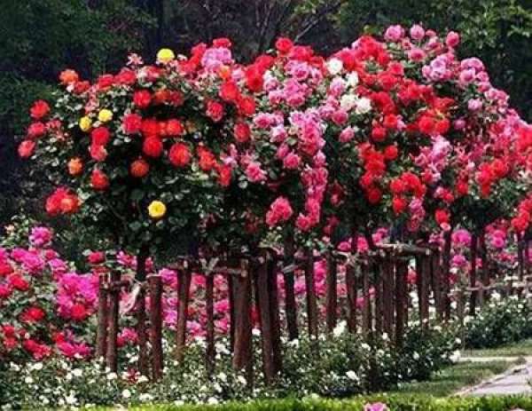 The grafting time of Chinese rose