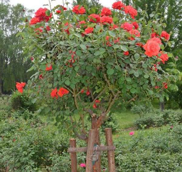 The steps of grafting rose