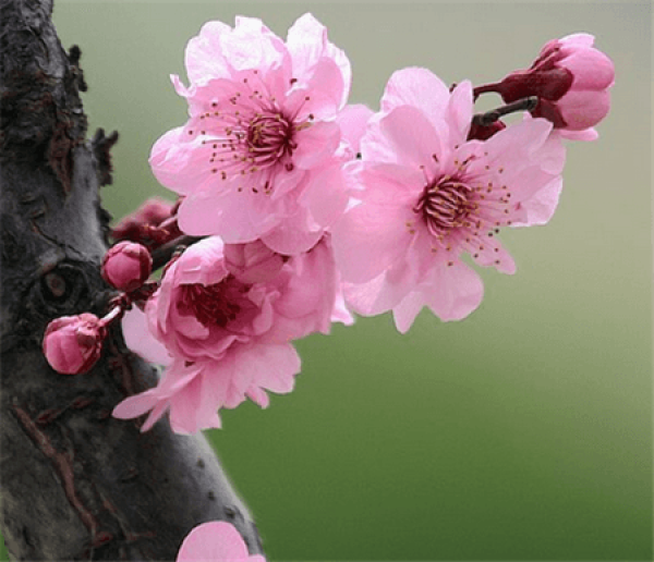 Beauty may pictures