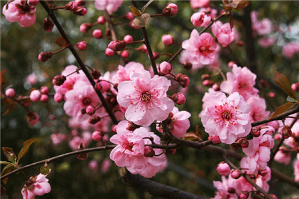 Beauty plum winter clipping pictures