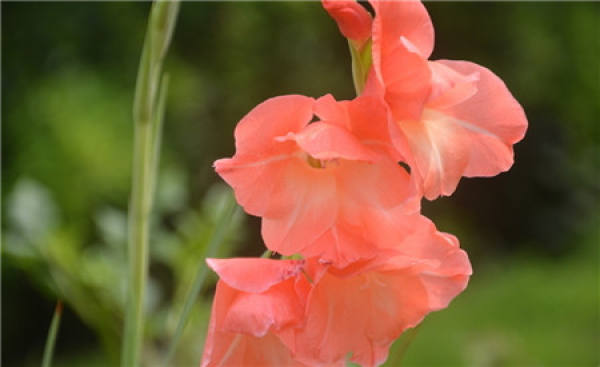Gladiolus propagation pictures