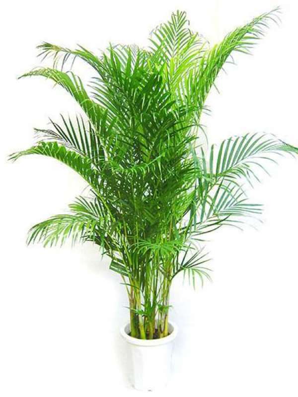 Distinguish from growth habit