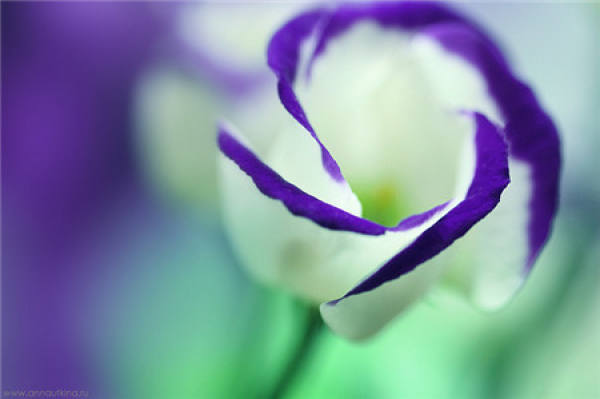 How does Eustoma grandiflorum raise can blossom more?