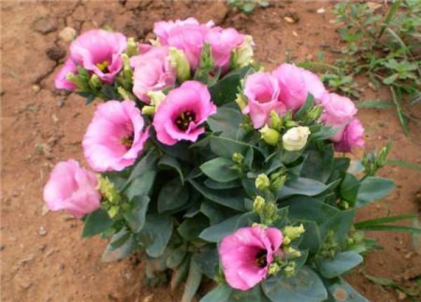 How does Eustoma grandiflorum raise can blossom more?