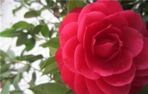 Time of grafting camellia