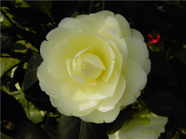 Time of grafting camellia