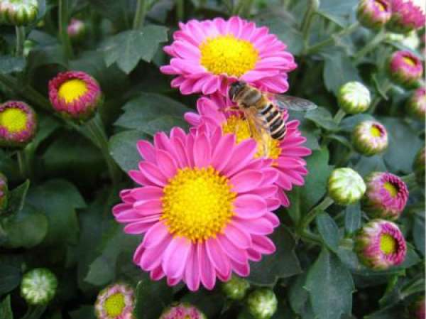 aster