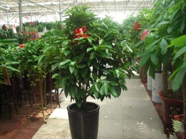 Flowering period of Ping'anshu