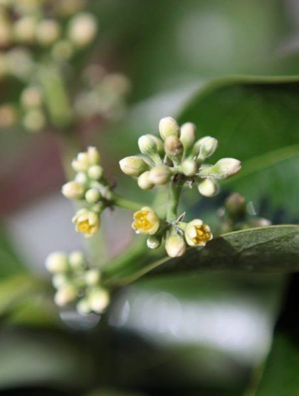 Flowering Maintenance of Ping'anshu