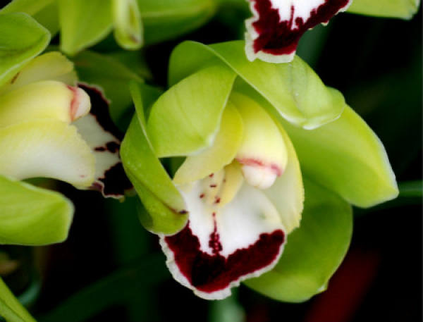 How To Breed Cymbidium The Plant Aide 