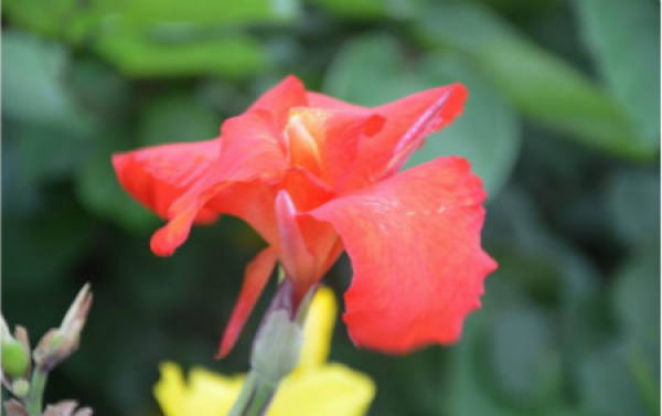 the flowering period of Canna