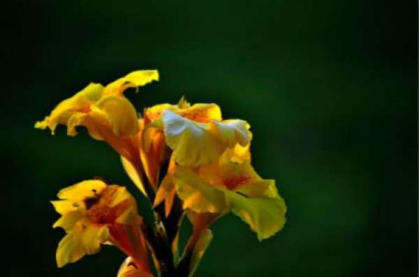 How to Prolong the Flowering Period of Canna