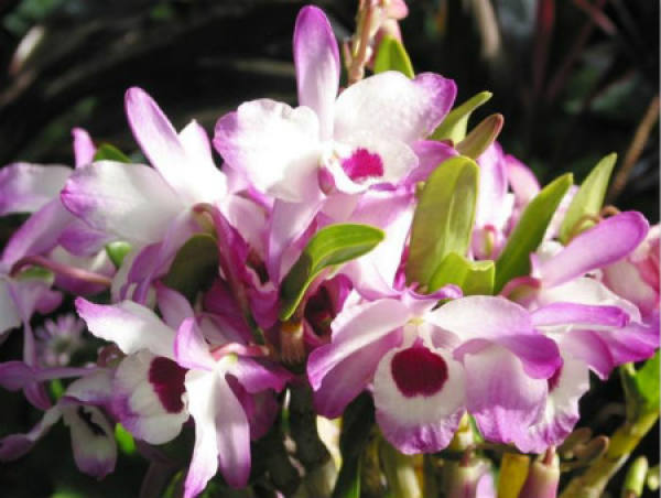 What are the ways of reproduction of Shi Xielan?