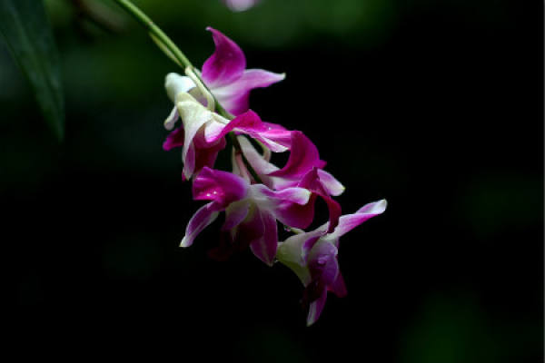 What are the ways of reproduction of Shi Xielan?