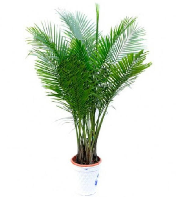 The Flowering Period of Coconut