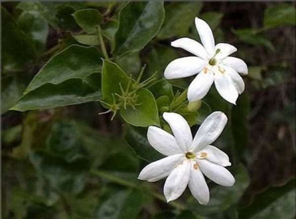 Jasmine