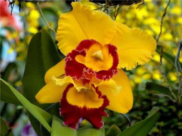 Division Propagation of Cattleya