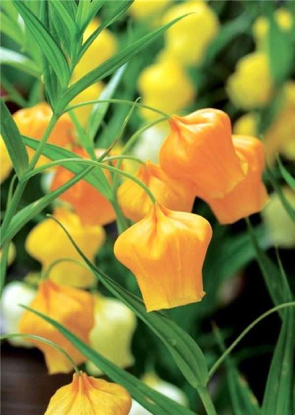 Soil and Fertilization of Lily with Palace Lantern