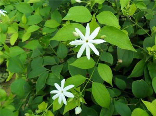 Method for culturing jasmine