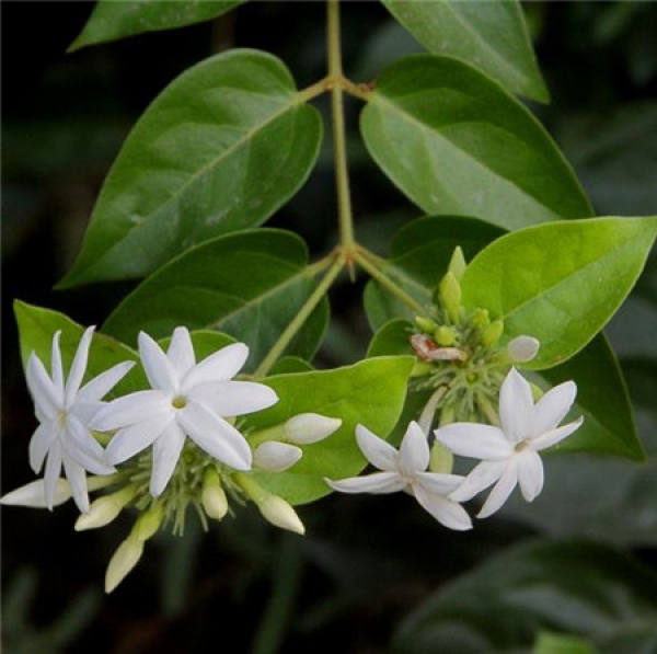 Points for Attention in Breeding of Jasminum hirsutum