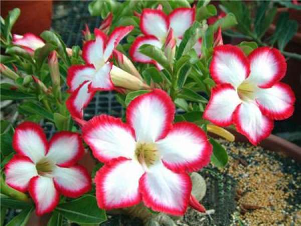 When do the desert roses bloom?