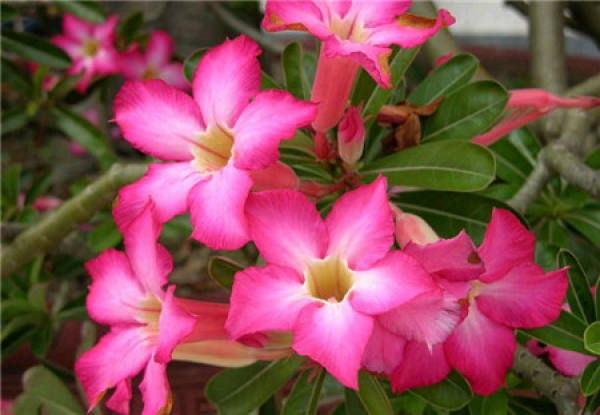 Why Desert Roses don't Bloom